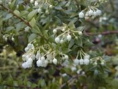Gaultheria mucronata.jpg