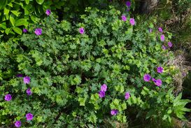 Geranium sanguineum Leeds A.jpg