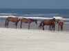 Horse herd at the beach.jpg