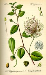 Illustration Capparis spinosa0.jpg