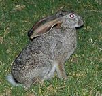 Lepus saxatilis, Grootvadersbosch.jpg
