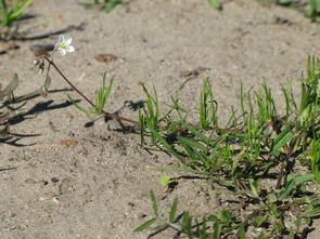 MFG 0683-Spergula-arvensis.JPG