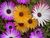 Mesembryanthemum 0.2 R.jpg