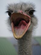 Длинные ресницы защищают глаза.