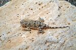 Phrynocephalus horvathi.jpg