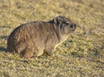 Procavia capensis.jpg