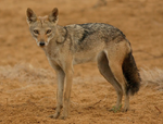 Senegalesegoldenjackal.png