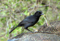 Slate-colored Boubou, Serengeti.jpg