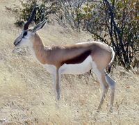 Springbok.JPG