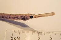 Syngnathus tenuirostris 04.jpg