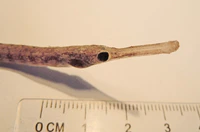 Syngnathus tenuirostris 04.jpg