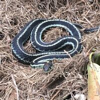 Thamnophis sirtalis pickeringii.jpg