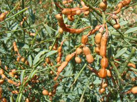 Alhagi Baikonur 06.jpg