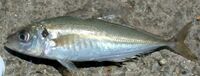 Atlantic Horse Mackerel.jpg