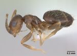 Brachymyrmex patagonicus casent0173480 profile 1.jpg