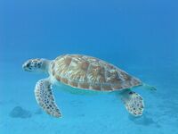 Chelonia Mydas.JPG