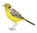 Emberiza alcoveri.jpg