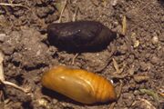 Erebia aethiops chrysalis.jpg