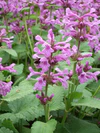 Hohenheim - Stachys macrantha 04.jpg