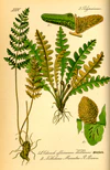 Illustration Notholaena marantae.jpg