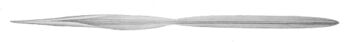 Lepidoteuthis grimaldii gladius.jpg