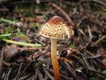 Lepiota castanea 70848.jpg