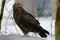 Lesser Spotted Eagle Nationalpark Bayerischer Wald 01