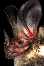 Lophostoma.jpg
