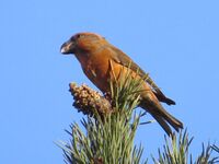 Loxia pytyopsittacus, Budby Common 1.jpg
