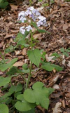 Lunaria rediviva RF.jpg