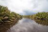 Tanjung Puting National Park wetland.jpg