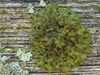 Tuckermannopsis ciliaris (4504523344).jpg