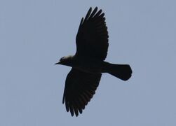 2013 Fliegende Dohle.JPG
