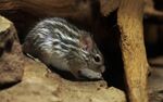 Barbary Striped Grass Mouse.jpg