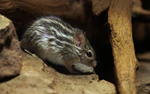 Barbary Striped Grass Mouse.jpg