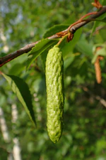 Betula platyphylla subsp. mandshurica kz04.jpg