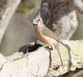 Cardinales phoeniceus female.jpg