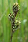 Carex buxbaumii kz1.jpg