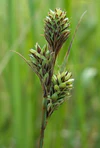 Carex buxbaumii kz1.jpg