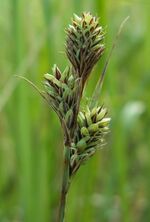 Carex buxbaumii kz1.jpg