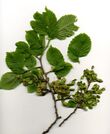 Elm Foliage.jpg
