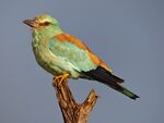 European Roller (Coracias garrulus) (14031014124).jpg