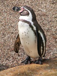 Humboldtpinguin 1 db.jpg