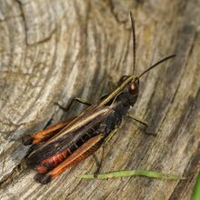 Omocestus ventralisDSC07686.jpg