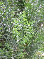 Ruscus aculeatus2.jpg