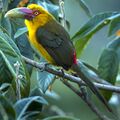 Saffron Toucanet - Itatiaia MG 0474 (16407004141) 1.jpg