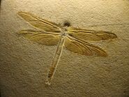 Solnhofen Cymatophlebia longialata.jpg