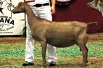 Tortuga ADGA Natl Show 2006.jpg