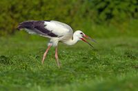 White Stork.jpg