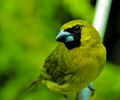 Yellow-Green Grosbeack.jpg
